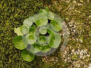 Wall Pennywort