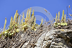 Wall Pennywort flower