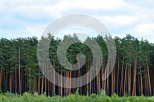 A wall of pine forest. Forest wall of pine