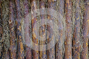 Wall of pine logs. Vertical trunks background