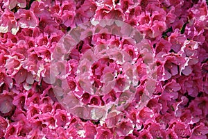 Wall of pink real flowers, spectacular background, wonderful flowers