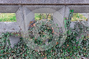 A wall plant growing on a stone fance. stone, wall