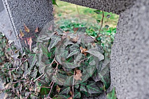 A wall plant growing on a stone fance. stone, wall