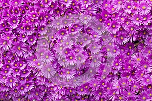 Wand aus lila Blumen 