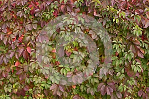 Wall with red green ivy leaves background