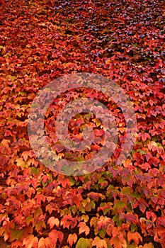 Wall of red ivy in autumn