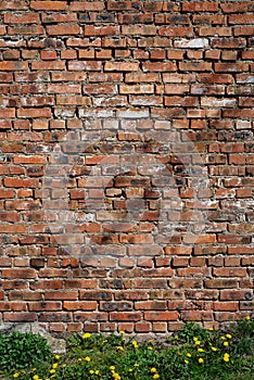 Wall of red old blackened brick, on  wall of shade, green trova fades