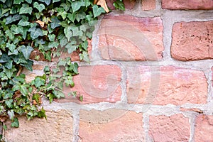 Wall of reddish sandstone with evergreen ivy in a corner, architecture or nature background with copy space