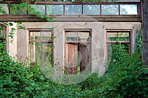 The wall in the room of an abandoned wrecked house overgrown with green ivy and plants