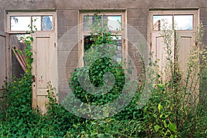 The wall in the room of an abandoned wrecked house with empty windows and doorway overgrown with green ivy