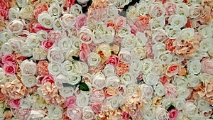 Wall of roses for background or texture