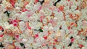 Wall of roses for background or texture
