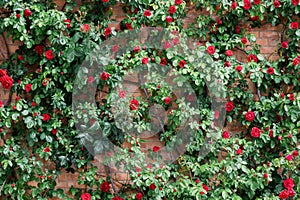 Wall of roses in the garden in spring