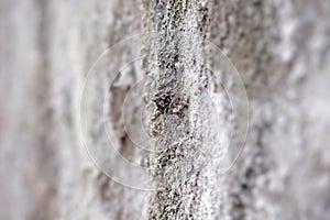 wall with rough plaster surface