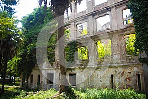 Wall of ruined building overgrown by ivy