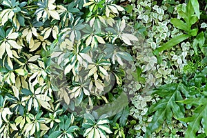 Wall of Schefflera Actinophylla, Ferns and Climbing Plants