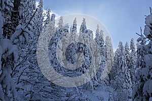 wall of spruce trees is covered with snow in the winter mountains. Beautiful Carpathian dense winter forest