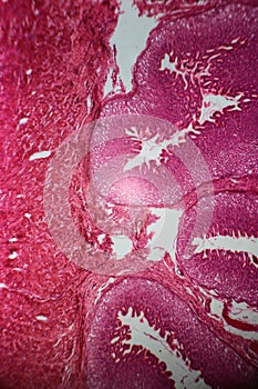 Wall of stomach section under the microscope