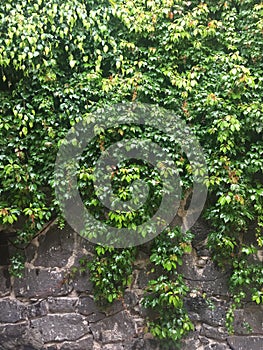 WALL OF STONE, LIFE OF THE GREEN CREEPER photo