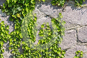 Wall of stone overgrown with ivy