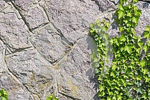 Wall of stone overgrown with ivy