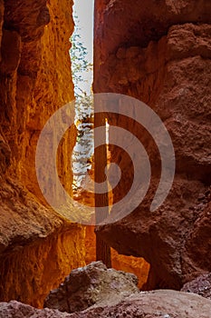 The Wall Street Trail in Bryce Canyon Ampitheater