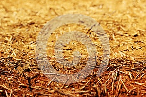 The wall texture of an adobe house made from barley straw and two kinds of clay.