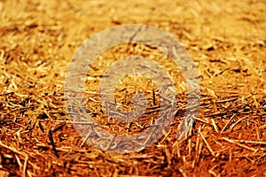 The wall texture of an adobe house made from barley straw and two kinds of clay.