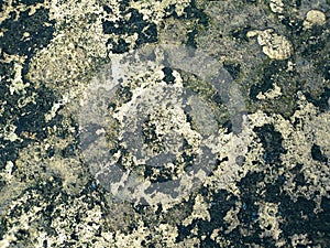 Wall texture and Moss dead