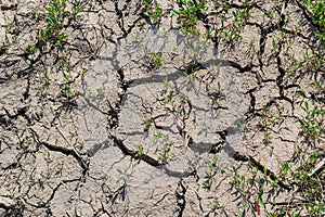 Wall texture soil dry crack pattern of drought lack of water of nature brown old broken background