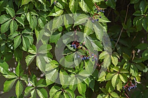 The wall is tightly braided with green wild grapes