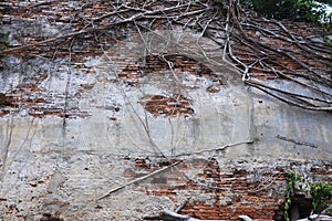 Wall and tree roots