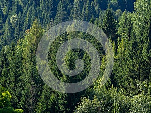 Wall of trees and forest. Can work well as a background