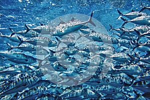 Wall of tuna