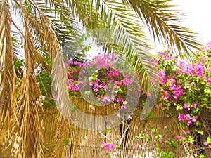 wall of twigs and a bush with rose flowers