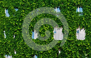 A wall twined with ivy of a multi-house