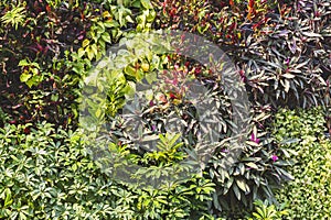 wall of variety of bright tropical plants, selective focus, copy space