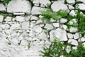 Wall of white stone with leaves and plants.