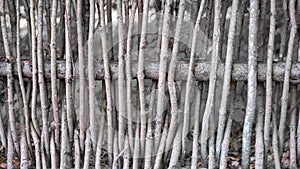 Wall of willow twigs as background. Rural old fence, made from willow tree twigs and branches