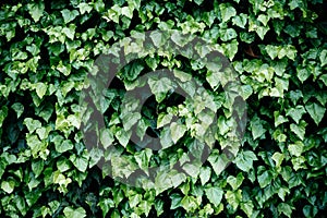 A wall with window covered with ivy vine green leaves. Natural background with climbing plant. Vertical gardening