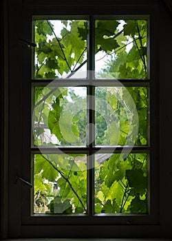 The wall and window of an old farmhouse inside with grape leaves