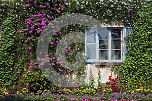 Wall and window, overgrown with flowers