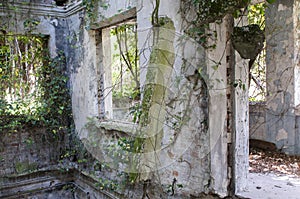 Wall with window overgrown with ivy