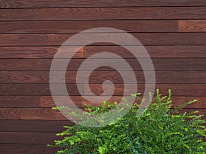A wall with wooden boards and a boxwood bush