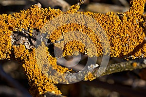 Wall Xanthoria lat. Xanthoria parietina is a lichen of the Telochistaceae family.