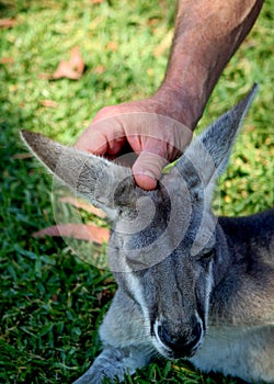 Wallabee Affection