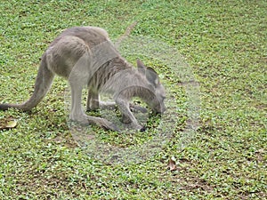 Wallabi searching for food in the ground of Taman Safari Park Cisarua Bogor Indonesia