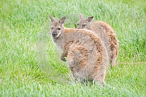 Wallabies