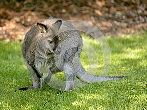 Wallabies of Bennet