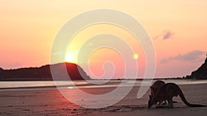 Wallabies eating from the beach sand at sunrise in Cape Hillsborough, Australia